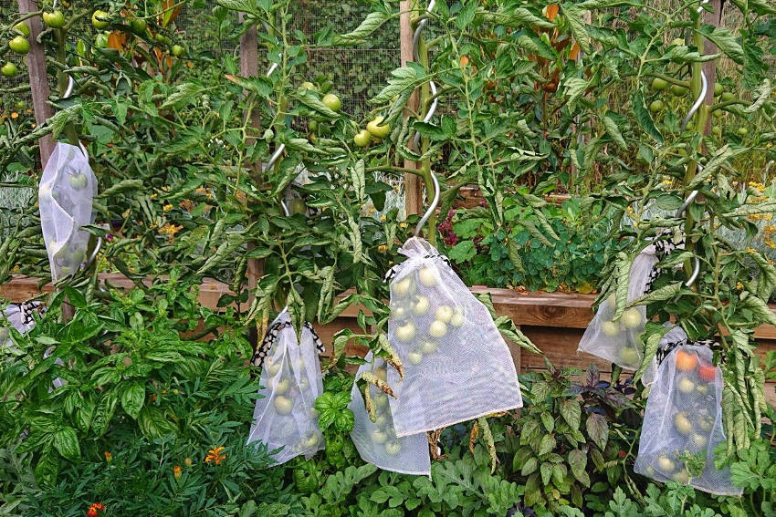 Tomato protection bag